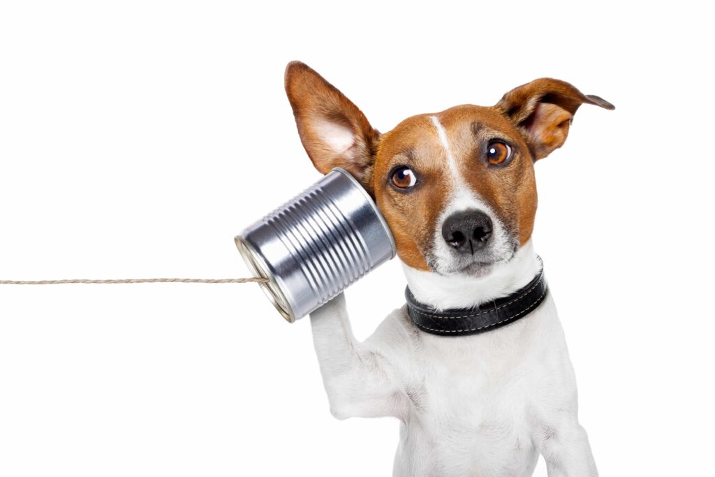 Communicating Effectively is key to understanding - Susan Fitzell